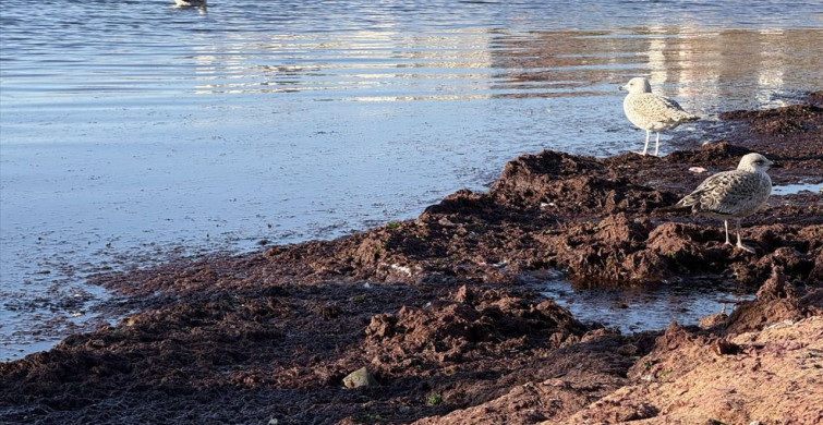 Tekirdağ'da Kırmızı Yosun Görüntüsü: Rüzgarın Etkisi