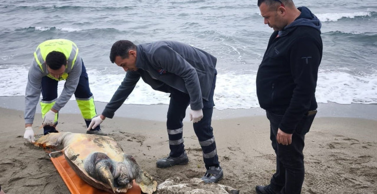 Tekirdağ'da Ölü Caretta Caretta Bulundu