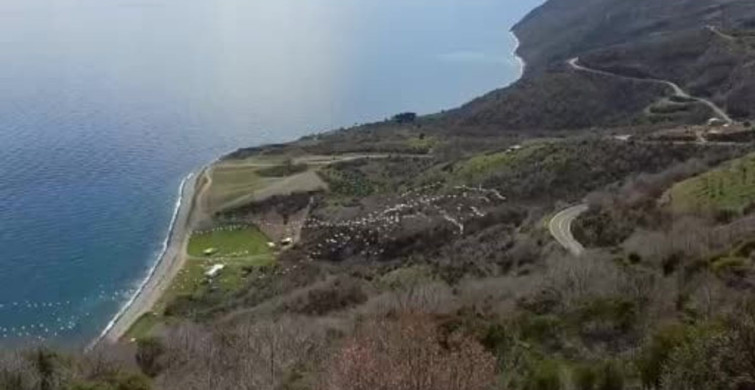 Tekirdağ'da Pelikanların Muhteşem Senkronize Uçuşu