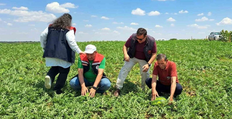 Tekirdağ'da sezonun ilk karpuz hasadı başladı