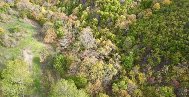 Tekirdağ'da Sonbahar Güzellikleri: Ganos Dağı Ormanları