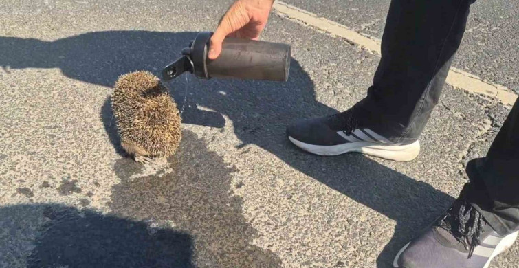 Tekirdağ'da yangında mahsur kalan kirpiye polis şefkati