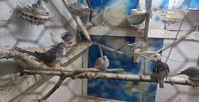 Tekirdağ'da Yasa Dışı Hayvan Ticareti Engellendi