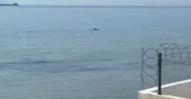 Tekirdağ’da Yunuslar Kıyıya Yakın Görüntülendi