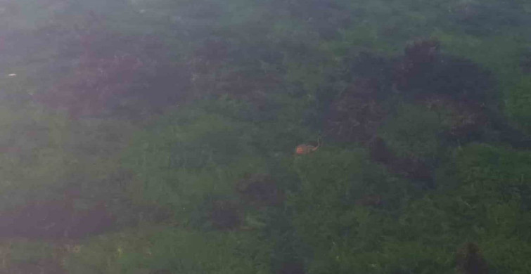 Tekirdağ'da Zehirli Pusula Deniz Analari Görüntülendi