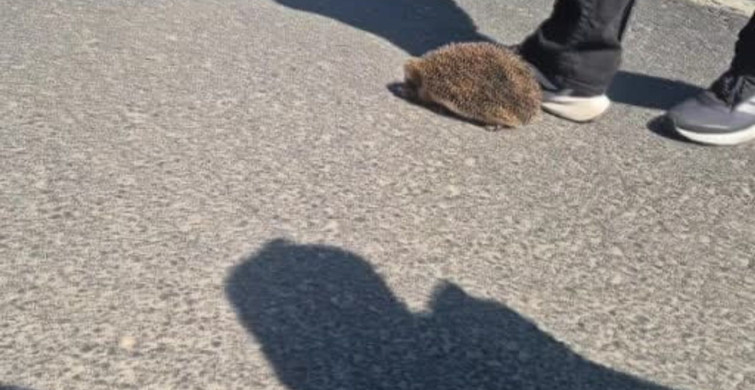 Tekirdağ'daki yangında kurtarılan minik kirpiye polis şefkati