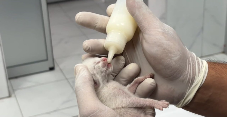 Temizlik görevlileri çöp konteynerindeki yavru kedileri kurtardı