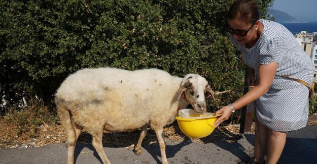 Temizlik İşçileri Çöp Toplarken Koyun Buldu