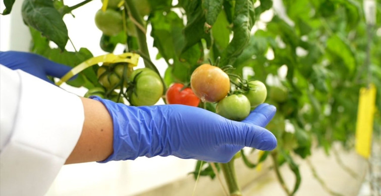 TENMAK, Gıda Teknolojisinde Yenilikçi Çözümler Sunuyor