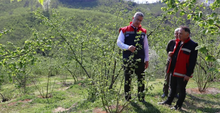 Teraslı Fındık Bahçeleri: Verim ve Üretici Memnuniyeti Artıyor