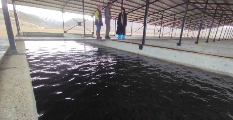Tercan'daki Alabalık Üretim Tesisi Denetlendi