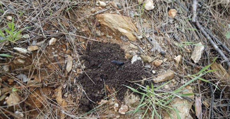 Terminatör Böceklerle Orman Koruma