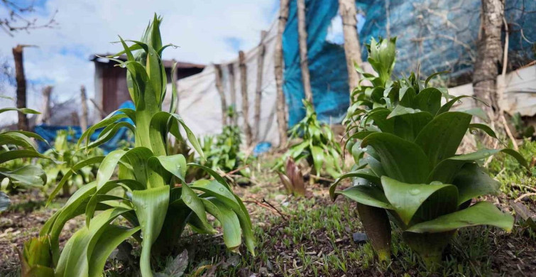 Ters Lale Çiçeğinin Korunması: 700 Bin Lira Ceza