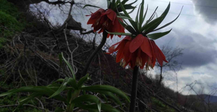 Ters Lale: Doğu ve Güneydoğu Anadolu'nun Hüzünlü Çiçeği