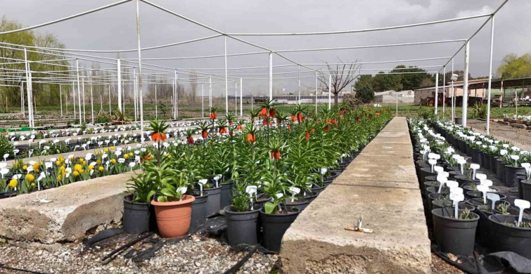 Ters Lale Koruma Önlemleri: Cezalar ve Bilgiler