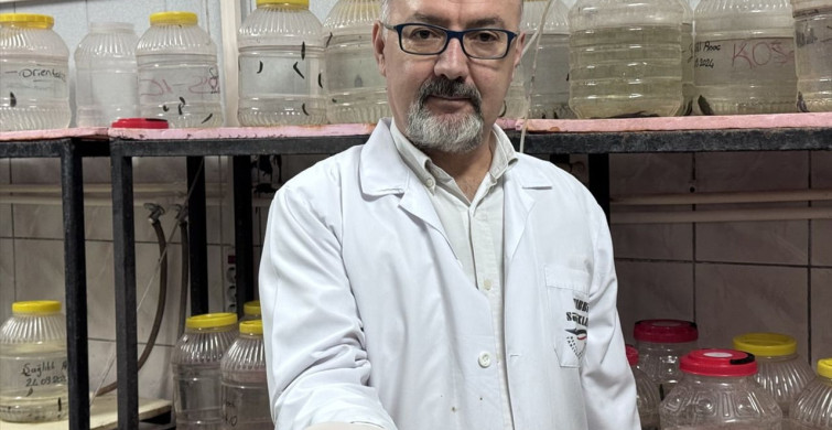 Tıbbi Sülük Yetiştiriciliğinde Keçi Kanı İnovasyonu