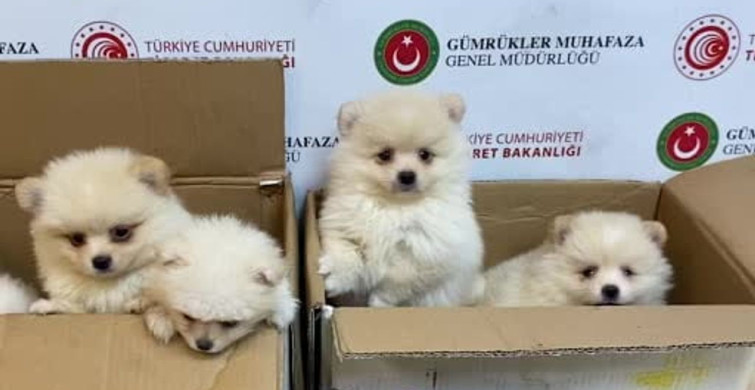 Ticaret Bakanlığı gümrük ekipleri yavru köpeklere yönelik kaçakçılık girişimini engelledi