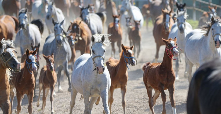 TİGEM'de Şampiyon Taylar Dünyaya Gözlerini Açıyor