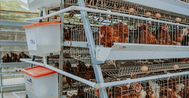 TİKA, Tanzanya'da Kadınlara Tavukçuluk Ekosistemi Kurdu