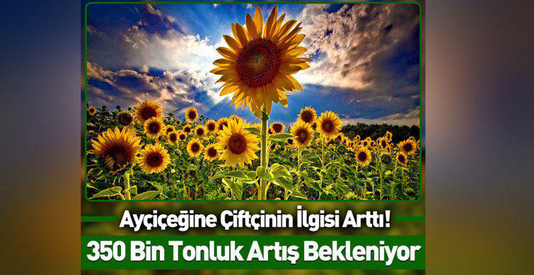 Çiftçiye verilen destekler işe yaradı: Ayçiçek yağı üretimi artacak!