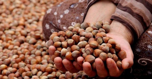 TMO Giresun'da Bir Ayda 799 Bin Kilogram Fındık Aldı