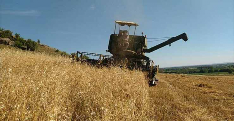 TMO Mart ayı hububat piyasası ne durumda? 8 Mart 2024 arpa, buğday ve mısır fiyatları kaç TL?