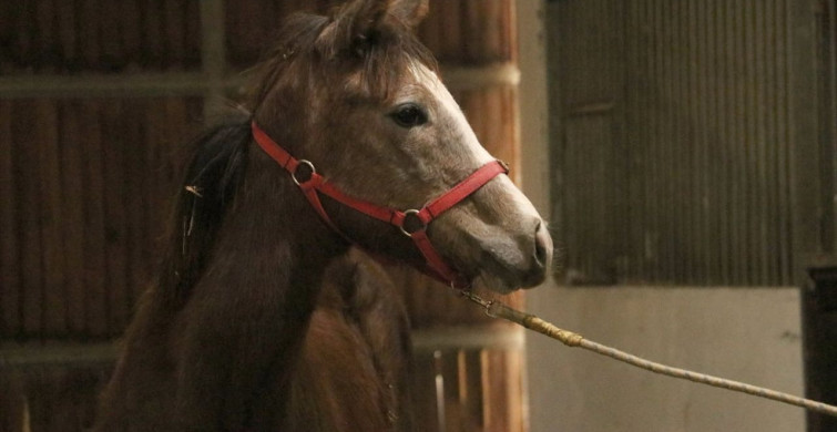 TMSF, Safkan İngiliz Kısrağı ve Tayını İhaleye Çıkarıyor