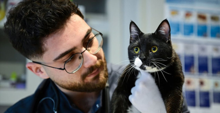 Tofi'nin Yeniden Yürüyüş Hikayesi