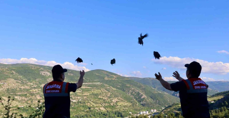 Tokat’ta 100 keklik doğaya salındı
