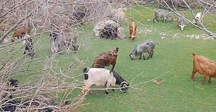 Tokat'ta Çobanın Bahar Karşılaması: Türkülerle Gelen Doğa