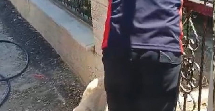 Tokat'ta demir kapıya sıkışan köpek, itfaiye tarafından kurtarıldı