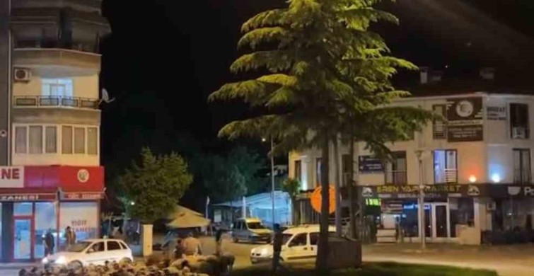 Tokat'ta Geleneksel Yayla Göçü Başladı