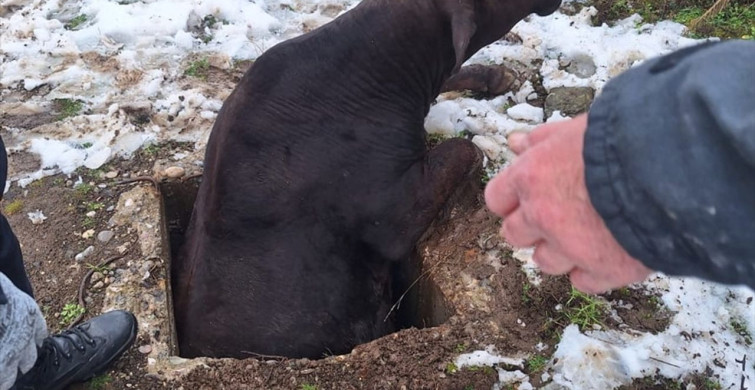 Tokat'ta Kuyuya Düşen İnek Başarıyla Kurtarıldı