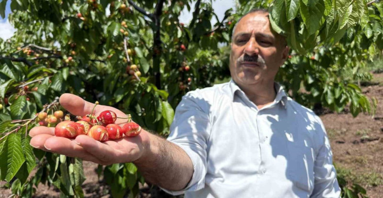 Tokat'ta Yağışlar Erkenci Kirazları Vurdu