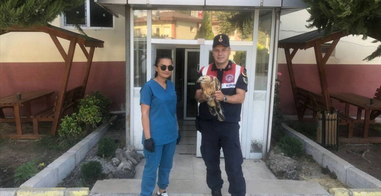 Tokat'ta Yaralı Kızıl Şahin Tedavi Altına Alındı
