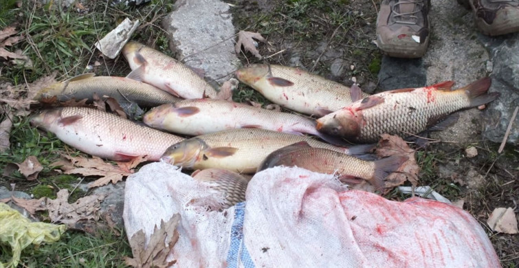 Tokat'ta Yeşilırmak Nehri'nde Balıklar Kıyıya Vurdu