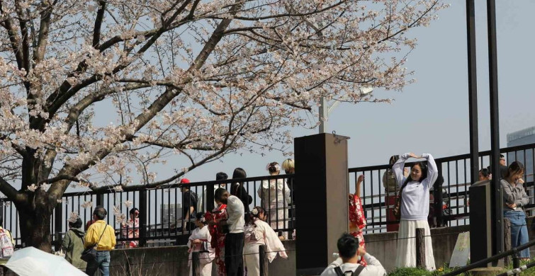 Tokyo'da Kiraz Çiçekleri ile Baharın Keyfi
