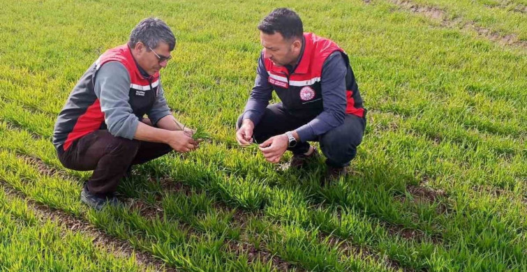 Tomarza'da Zirai Don Uyarısı Sonrası Saha Kontrolleri Devam Ediyor