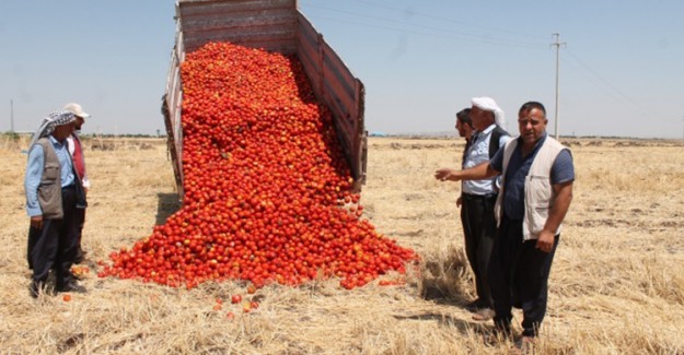 Tonlarca Domatesi Satamadığı İçin Tarlasına Döktü