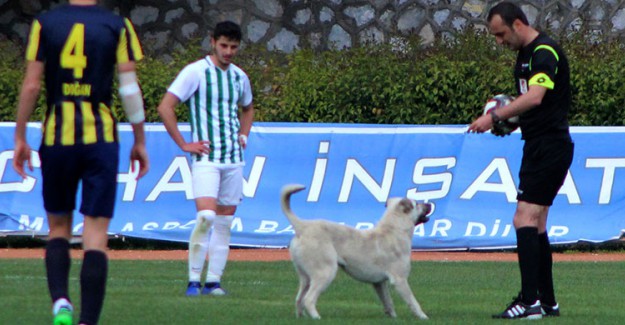 Topla Oynamak İsteyen Köpek Sahaya Girdi 