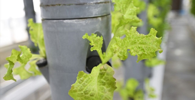 Topraksız Dikey Tarım ile Geleceğe Umut: TENMAK'ın Yenilikçi Çalışmaları