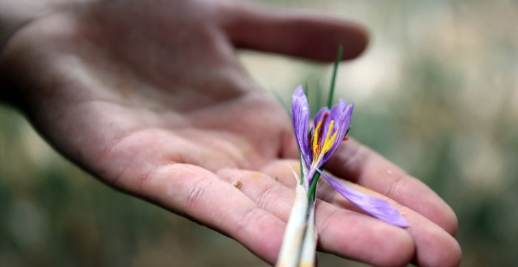 Topraksız Tarım ile Safran Üretimi: Konya'dan Örnek Bir Başarı Hikayesi