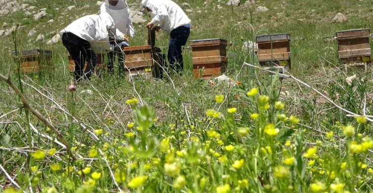 Toroslarda bahar: 2 bin 400 rakıma taşınan arılar mesaiye başladı