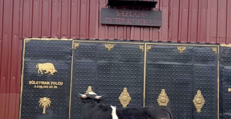 Tosun Heykeli Gerçek Sanıp Kaçtı