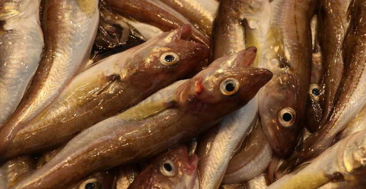 Trabzon'da Balık Tezgahlarında Şenlik