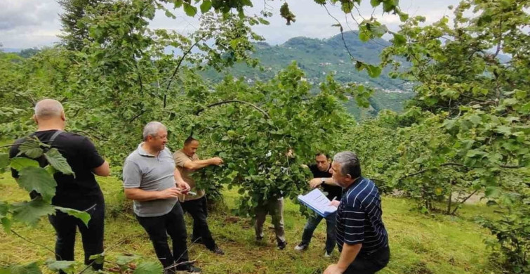 Trabzon'da fındık rekolte tespiti çalışmaları başladı