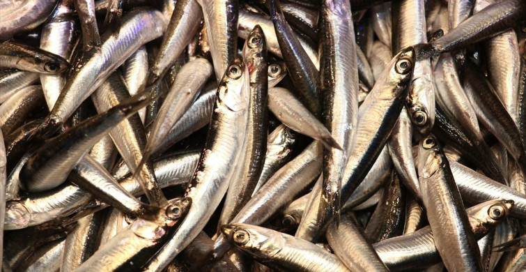 Trabzon'da Hamsi Bolluğu Fiyatları Etkiliyor