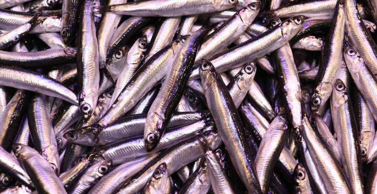 Trabzon'da Hamsi Fiyatları Yükseldi