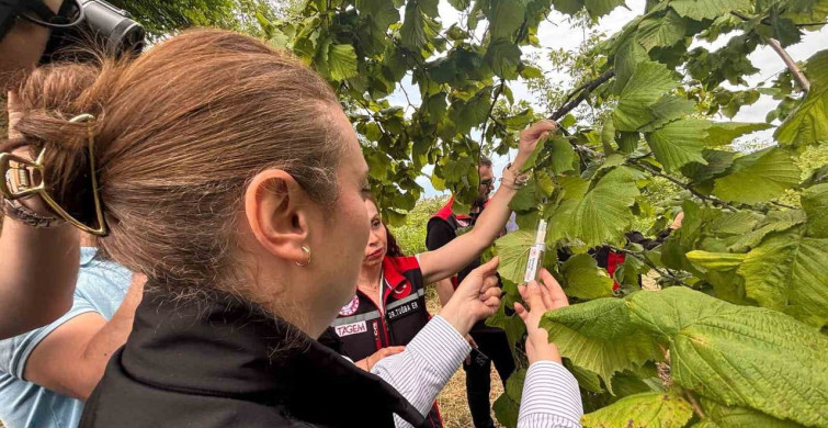 Trabzon’da kahverengi kokarcaya karşı doğal mücadele başlatıldı