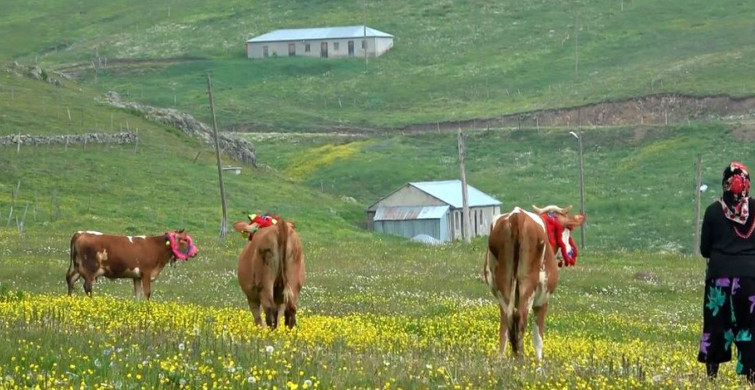 Trabzon'da Salgından Kaçıp Kendilerini Yaylaya Atanlara Evde Toplanmayın Uyarısı Geldi